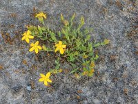 Hypericum humifusum 8, Liggend hertshooi, Saxifraga-Peter Meininger