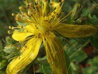 Hypericum maculatum ssp maculatum 7, Gevlekt hertshooi, Saxifraga-Frank Dorsman  Hypericum maculatum subsp maculatum, Gevlekt hertshooi Bredevoort 040611