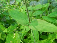 Hypericum montanum 4, Berghertshooi, Saxifraga-Rutger Barendse