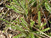 Hypericum olympicum 3, Saxifraga-Rutger Barendse