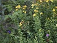 Hypericum perforatum 14, Sint Janskruid, Saxifraga-Roel Meijer  Flowery vegetation of Common Self-heal (Prunella vulgaris) and Saint John's wort (Hypericum perforatum) : Common Self-heal, flora, floral, flower, flowery, Hypericum perforatum, natural, nature, plant, Prunella vulgaris, purple, Saint John's wort, Self-heal, vascular, vegetation, yellow