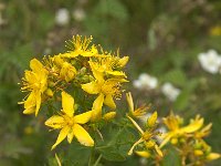 Hypericum perforatum 15, Sint-janskruid, Saxifraga-Jan van der Straaten