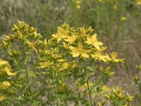 Hypericum perforatum 19, Sint-Janskruid, Saxifraga-Willem van Kruijsbergen