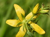 Hypericum perforatum 26, Sint-Janskruid, Saxifraga-Sonja Bouwman