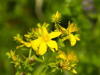 Hypericum perforatum 5, Sint-Janskruid, Saxifraga-Bart Vastenhouw