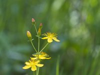 Hypericum pulchrum 13, Fraai hertshooi, Saxifraga-Jan Nijendijk