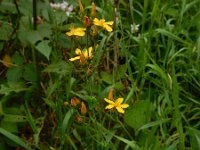 Hypericum pulchrum 16, Fraai hertshooi, Saxifraga-Ed Stikvoort