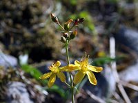 Hypericum pulchrum 3, Fraai hertshooi, Saxifraga-Jeroen Willemsen