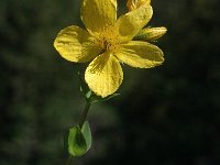 Hypericum richeri ssp richeri 1, Saxifraga-Jan van der Straaten