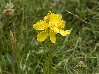 Hypericum richeri ssp richeri 6, Saxifraga-Willem van Kruijsbergen