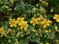 Hypericum rumeliacum 4, Saxifraga-Harry Jans  Hypericum rumeliacum