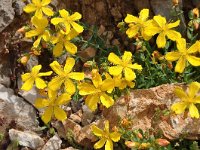 Hypericum rumeliacum 6, Saxifraga-Harry Jans