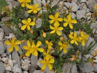 Hypericum rumeliacum 8, Saxifraga-Harry Jans