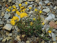 Hypericum scabrum 2, Saxifraga-Ed Stikvoort