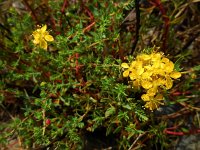 Hypericum scabrum 5, Saxifraga-Ed Stikvoort