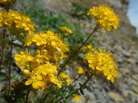 Hypericum scabrum 6, Saxifraga-Ed Stikvoort