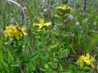 Hypericum tetrapterum 4, Gevleugeld hertshooi, Saxifraga-Ed Stikvoort