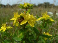 Hypericum tetrapterum 5, Gevleugeld hertshooi, Saxifraga-Ed Stikvoort