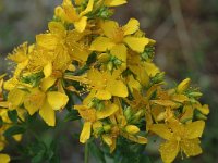 Hypericum x desetangsii 2, Saxifraga-Jan van der Straaten