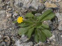 Hypochaeris achyrophorus 2, Saxifraga-Willem van Kruijsbergen