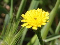 Hypochaeris cretensis 2, Saxifraga-Rutger Barendse