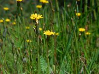 Hypochaeris glabra 11, Glad biggenkruid, Saxifraga-Ed Stikvoort