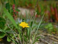 Hypochaeris glabra 12, Glad biggenkruid, Saxifraga-Ed Stikvoort