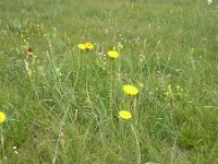 Hypochaeris maculata 12, Gevlekt biggenkruid, Saxifraga-Jasenka Topic