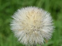 Hypochaeris maculata 15, Gevlekt biggenkruid, Saxifraga-Sonja Bouwman  1019. Gevlekt biggenkruid - Hypochaeris maculata - Asteraceae familie (uitgestorven)