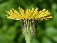 Hypochaeris maculata 18, Gevlekt biggenkruid, Saxifraga-Sonja Bouwman  1019. Gevlekt biggenkruid - Hypochaeris maculata - Asteraceae familie (uitgestorven)