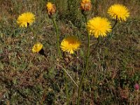 Hypochaeris maculata 2, Gevlekt biggenkruid, Saxifraga-Ed Stikvoort