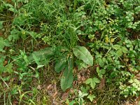 Hypochaeris maculata 21, Gevlekt biggenkruid, Saxifraga-Hans Grotenhuis