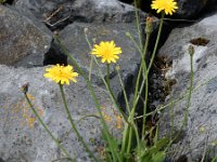 Hypochaeris radicata 13, Gewoon biggenkruid, Saxifraga-Ed Stikvoort