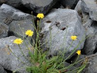 Hypochaeris radicata 14, Gewoon biggenkruid, Saxifraga-Ed Stikvoort