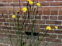 Hypochaeris radicata 16, Gewoon biggenkruid, Saxifraga-Ed Stikvoort