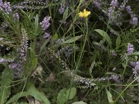 Hypochaeris radicata 18, Gewoon biggenkruid, Saxifraga-Willem van Kruijsbergen