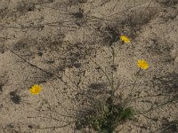 Hypochaeris radicata 9, Gewoon biggenkruid, Saxifraga-Jan van der Straaten