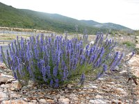 Hyssopus officinalis 4, Hyssop, Saxifraga-Jasenka Topic