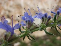 Hyssopus officinalis 5, Hyssop, Saxifraga-Jasenka Topic