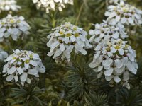 Iberis candolleana 3, Saxifraga-Willem van Kruijsbergen