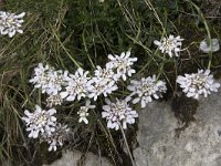 Iberis carnosa 7, Saxifraga-Willem van Kruijsbergen