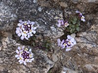 Iberis carnosa 9, Saxifraga-Willem van Kruijsbergen