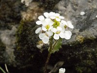 Iberis carnosa ssp granatensis 2, Saxifraga-Jan van der Straaten