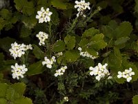 Iberis carnosa ssp granatensis 4, Saxifraga-Willem van Kruijsbergen