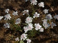 Iberis ciliata 5, Saxifraga-Willem van Kruijsbergen