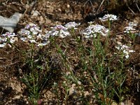 Iberis ciliata 6, Saxifraga-Willem van Kruijsbergen