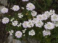 Iberis gibraltarica 10, Saxifraga-Jan van der Straaten