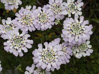 Iberis gibraltarica 12, Saxifraga-Jan van der Straaten