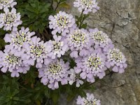 Iberis gibraltarica 5, Saxifraga-Jan van der Straaten