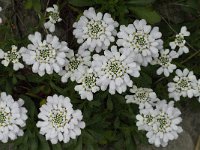 Iberis gibraltarica 6, Saxifraga-Willem van Kruijsbergen